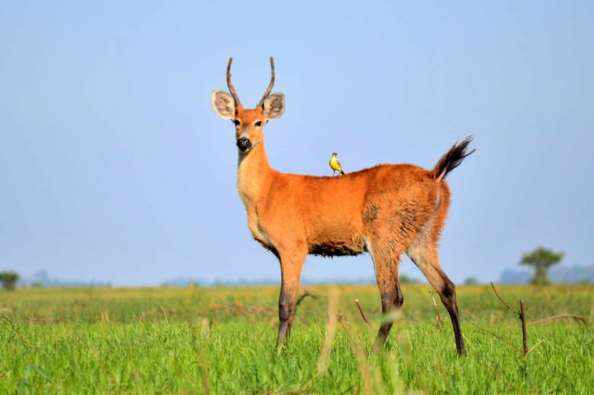 Drones Prove Useful for Marsh Deer Counts Drones Prove Useful for Marsh Deer Counts