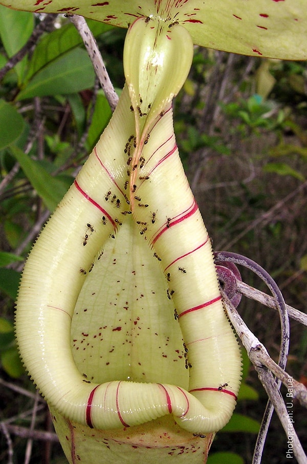 Pitcher plants