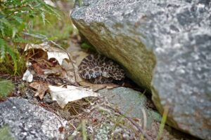 Massassauga rattlesnake