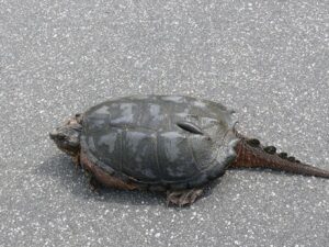 Snapping turtle