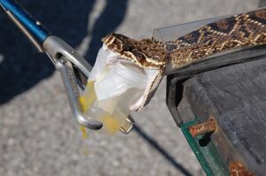 Eastern diamondback rattlesnake