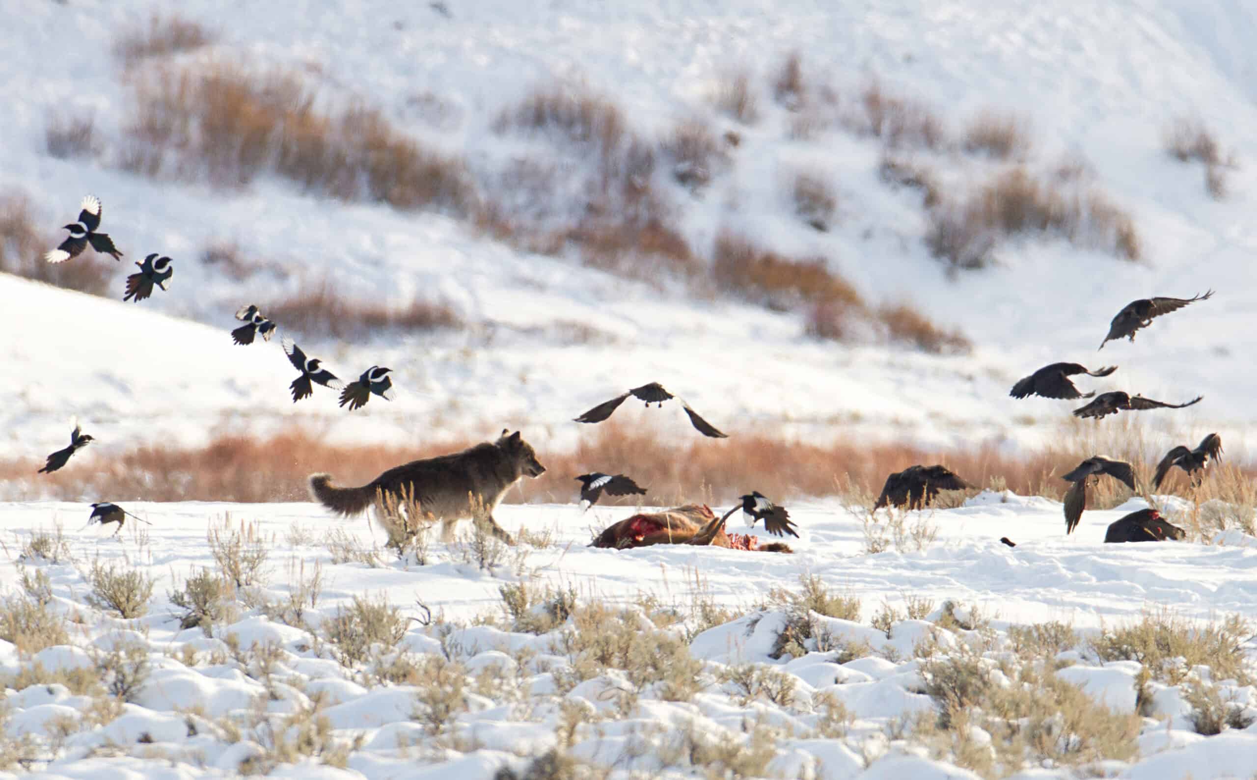 Q&A: Missing wolves, forgotten landscapes and lost knowledge - The