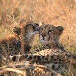Two cheetahs lying in the grass in Zambia, one licking the other