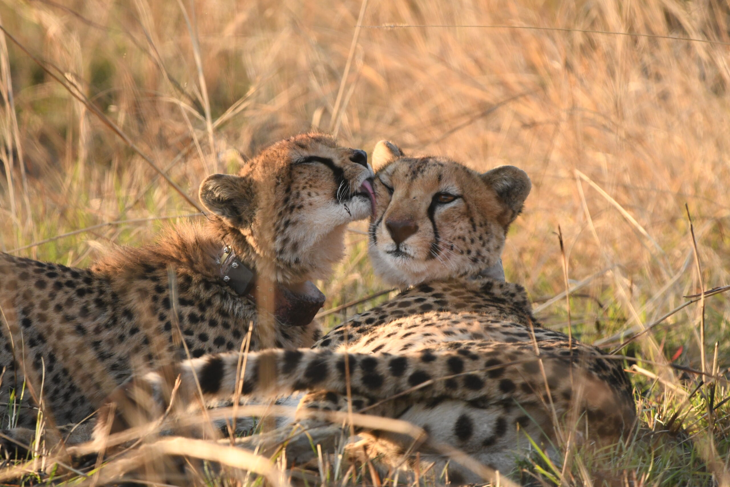 Two cheetahs lying in the grass in Zambia, one licking the other