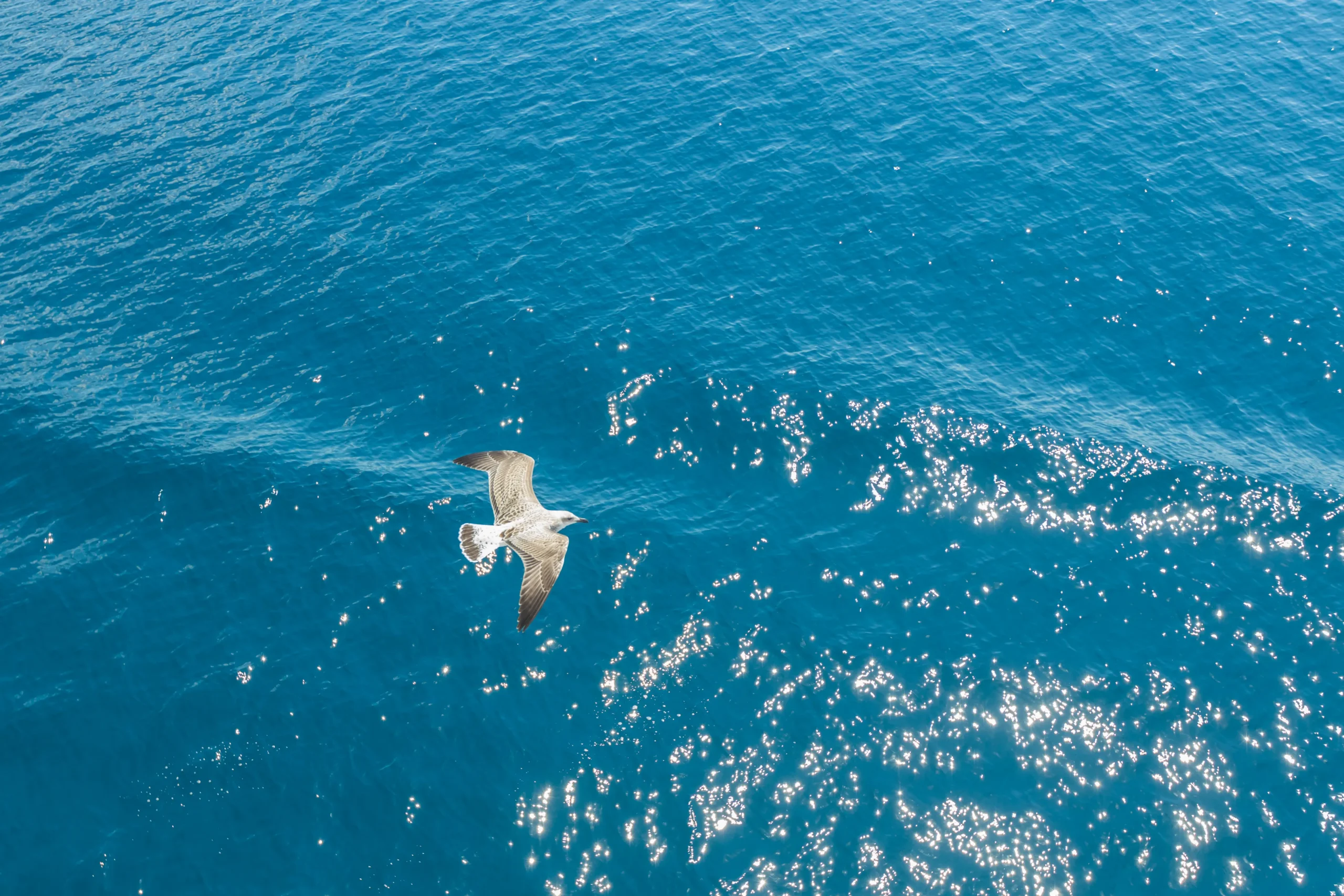 Seabird flying above the open ocean, representing coastal and marine wildlife and healthy ocean ecosystems.