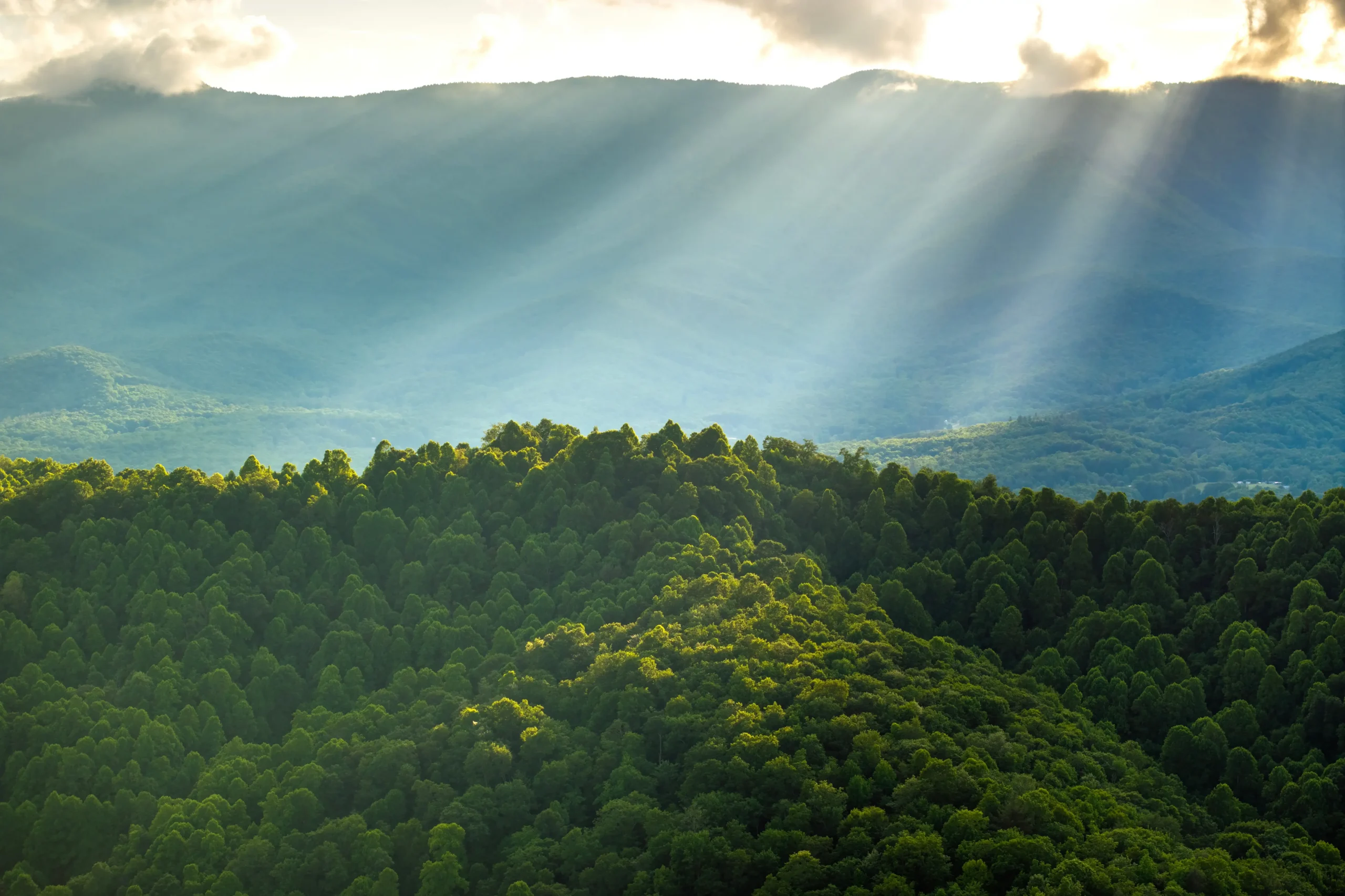 Sunlight streaming over forested mountain landscapes, highlighting healthy forests and wildlife habitat conservation in a natural ecosystem.