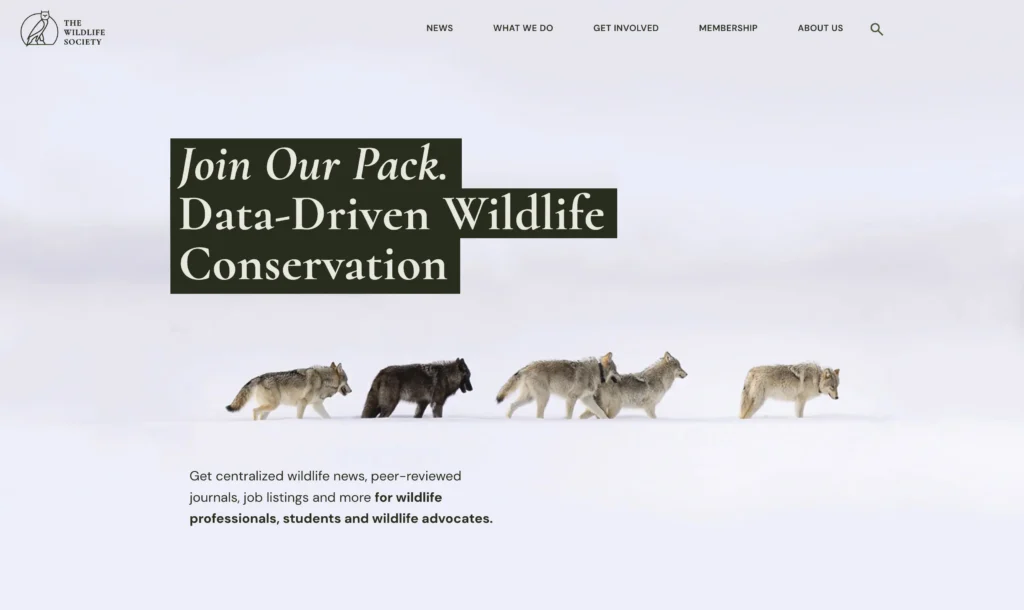 Screenshot of the new Wildlife Society Website homepage showing a snow scene with a pack of wolves and the headline "Join Our Pack"