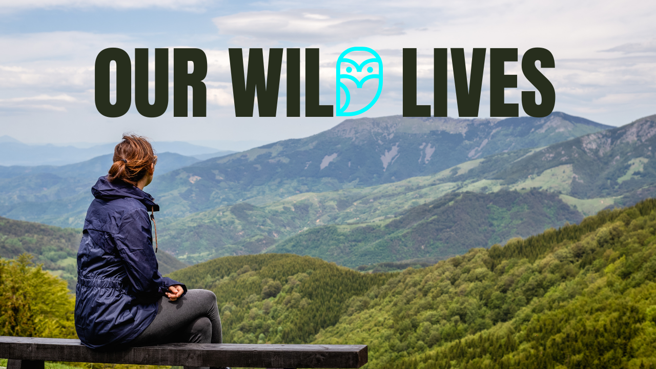 A woman sits on a bench and looks out over a vast landscape. Text reads "Our Wild Lives."