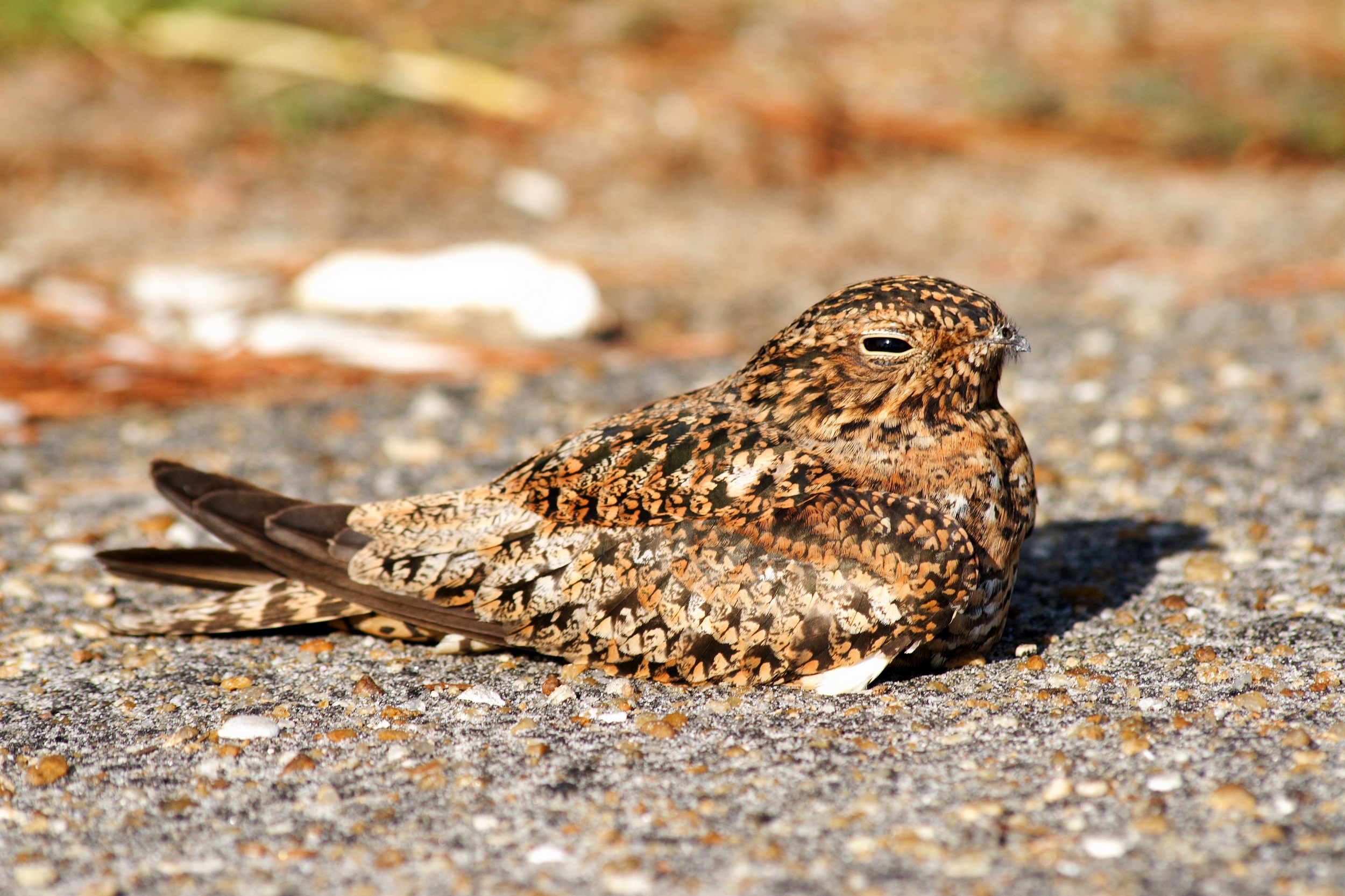 Nighthawks avoid artificial light - The Wildlife Society
