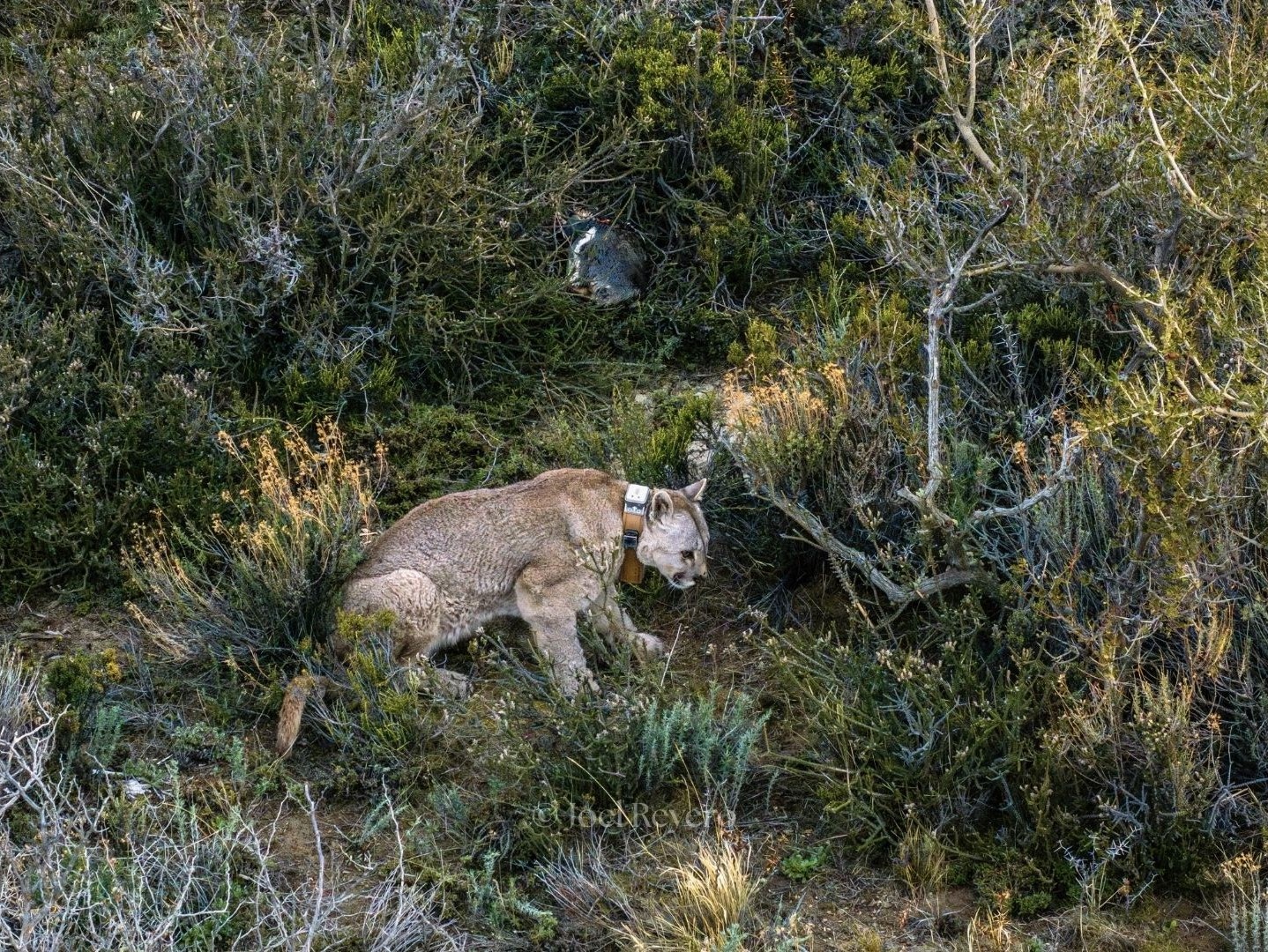 A penguin lies dead behind a puma as it leaves the penguin nesting area. Credit: Joel Reyero