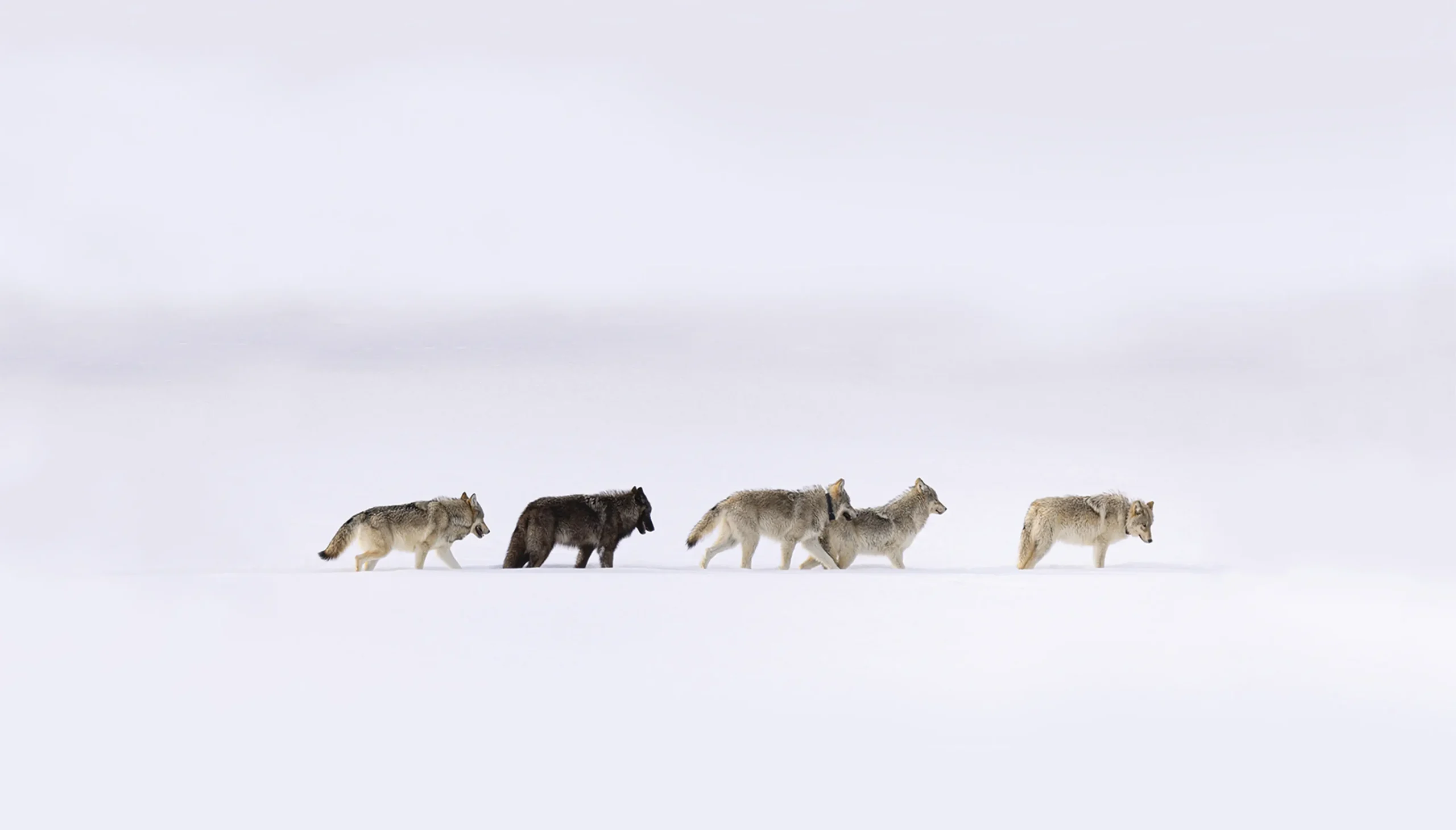 Wolves traveling in the snow, demonstrating pack behavior and survival instincts in a harsh climate