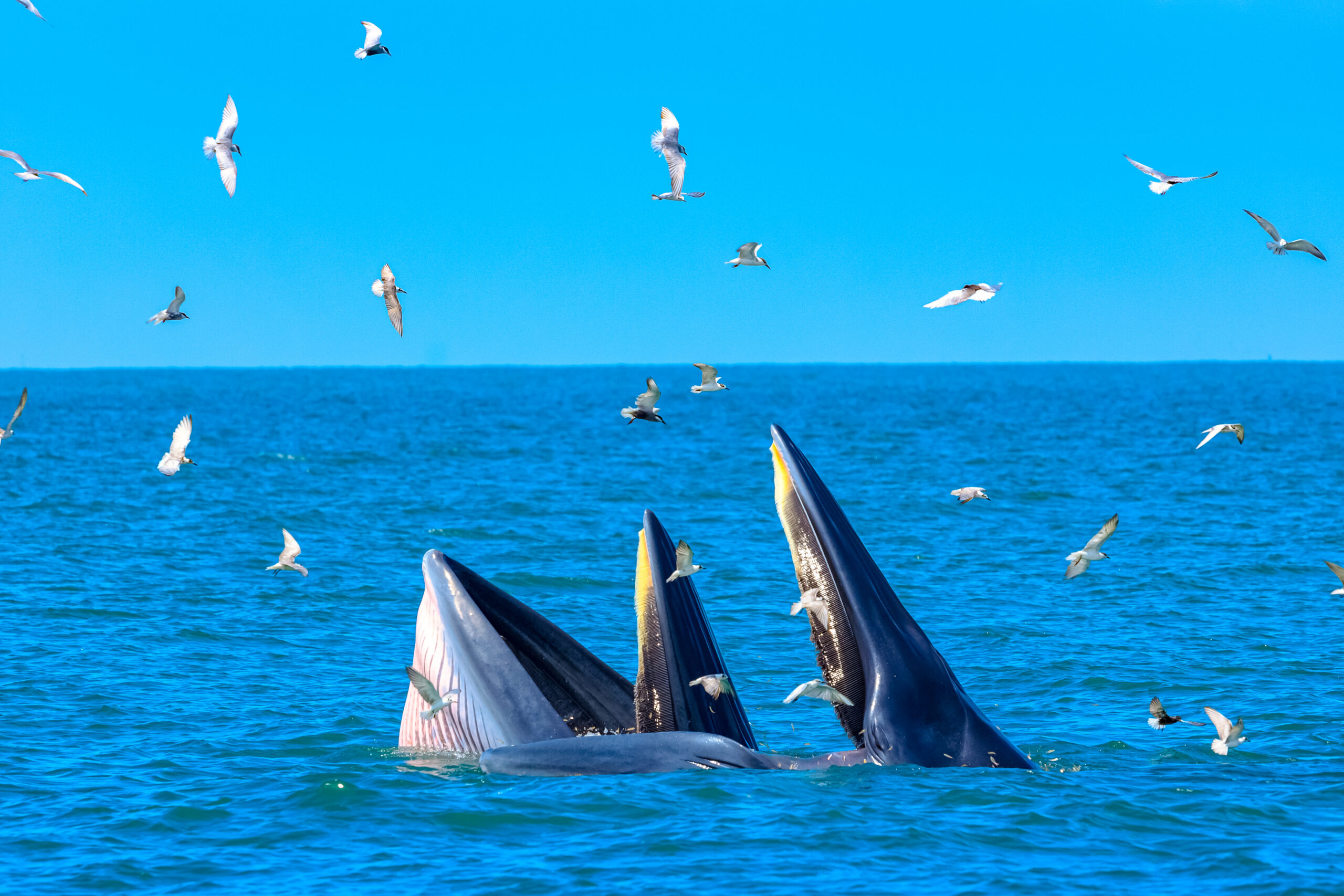 Whales may gain inherent rights