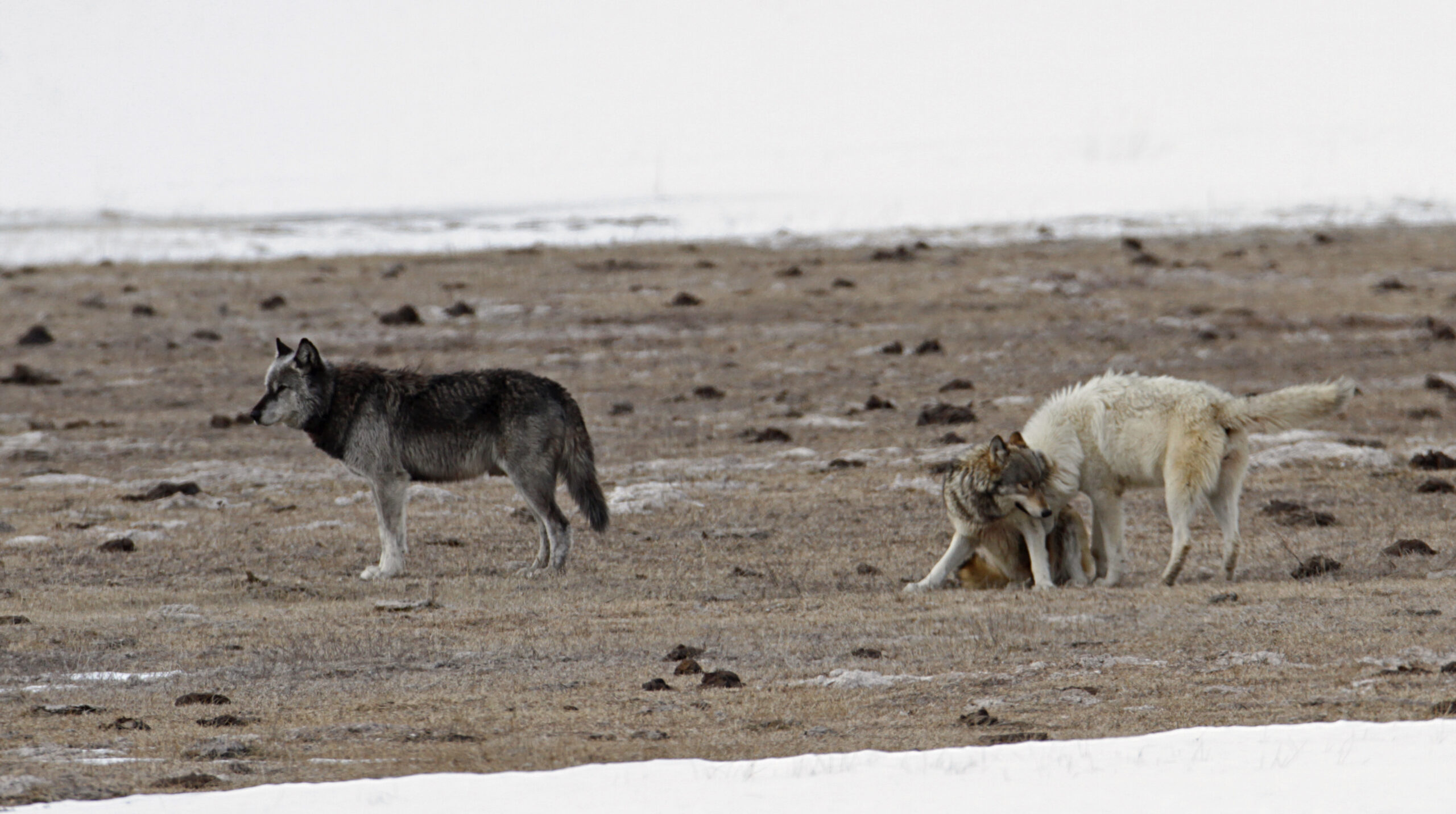 Cat parasite rewrites wolf behavior