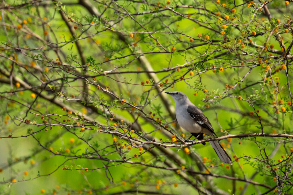 A bird sits in a tree with orange blossoms.