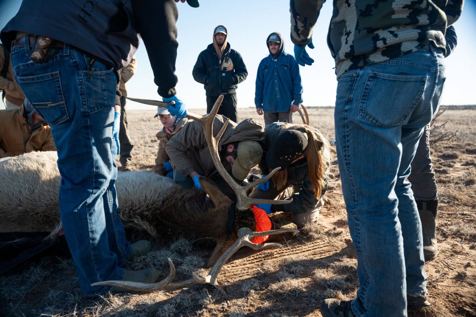 Individuals around a sedated elk, laying on the ground while being handled.