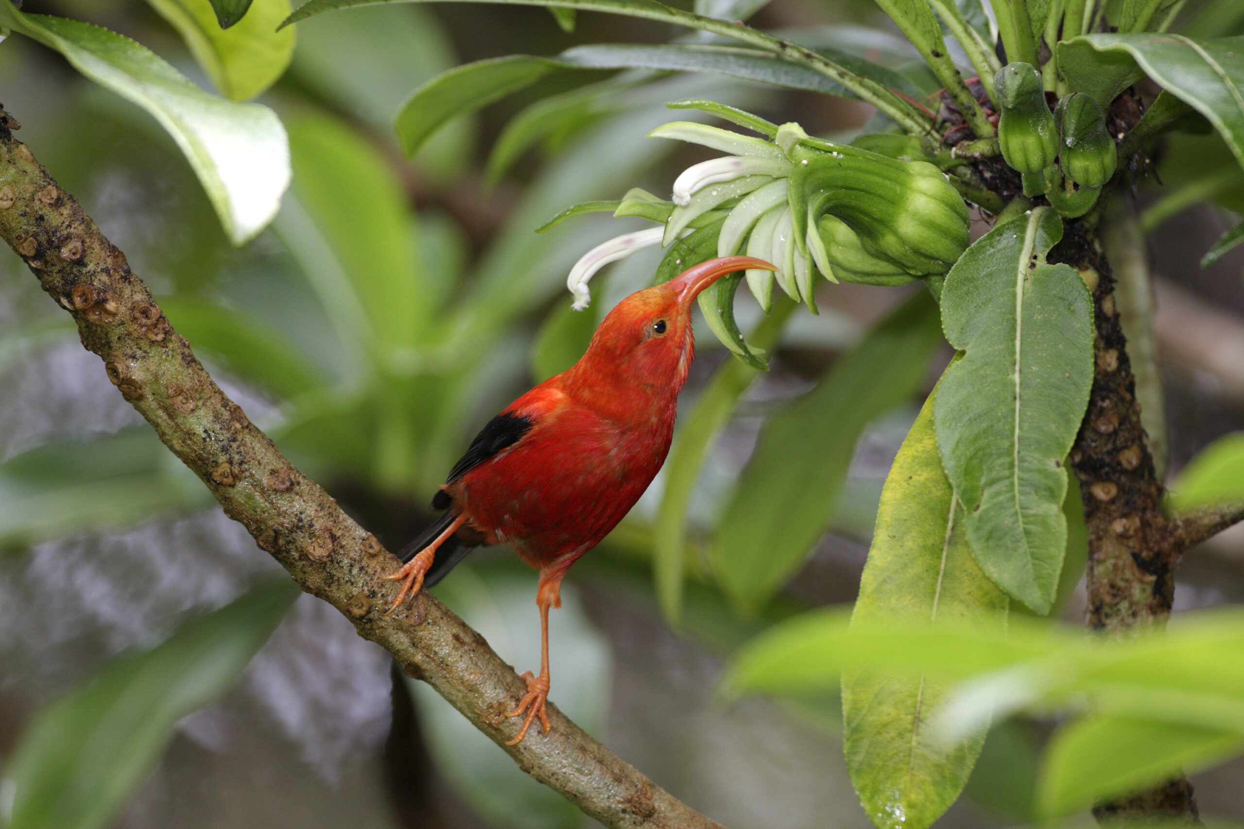 FYI-bird-thieves-scaled.jpg