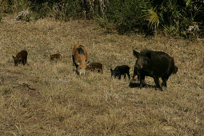A group of feral swine root in the dirt.