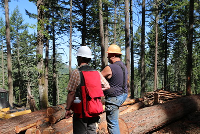 Two foresters oversee the harvest of timber on public land.