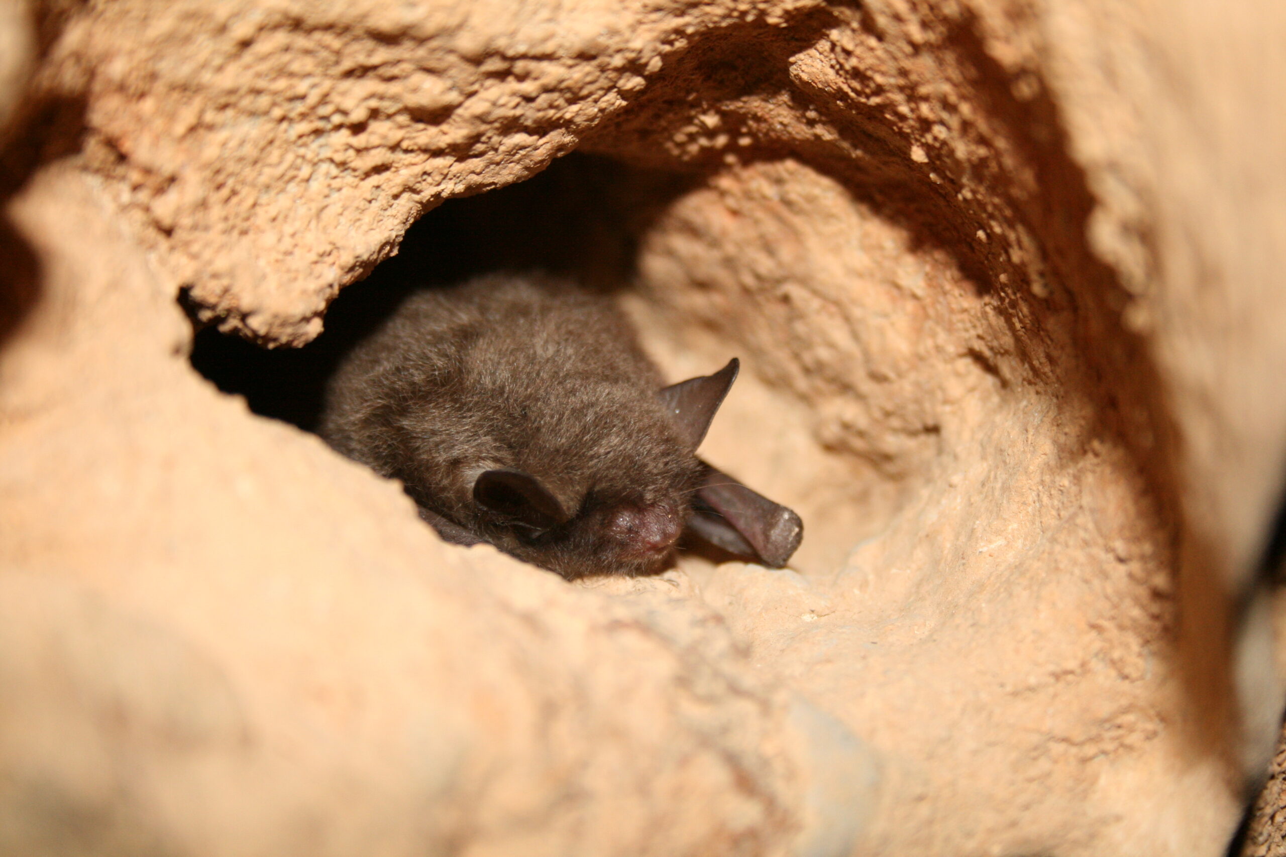 Tree size matter for roosting Indiana bat