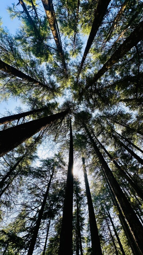 picture of the sky through several trees