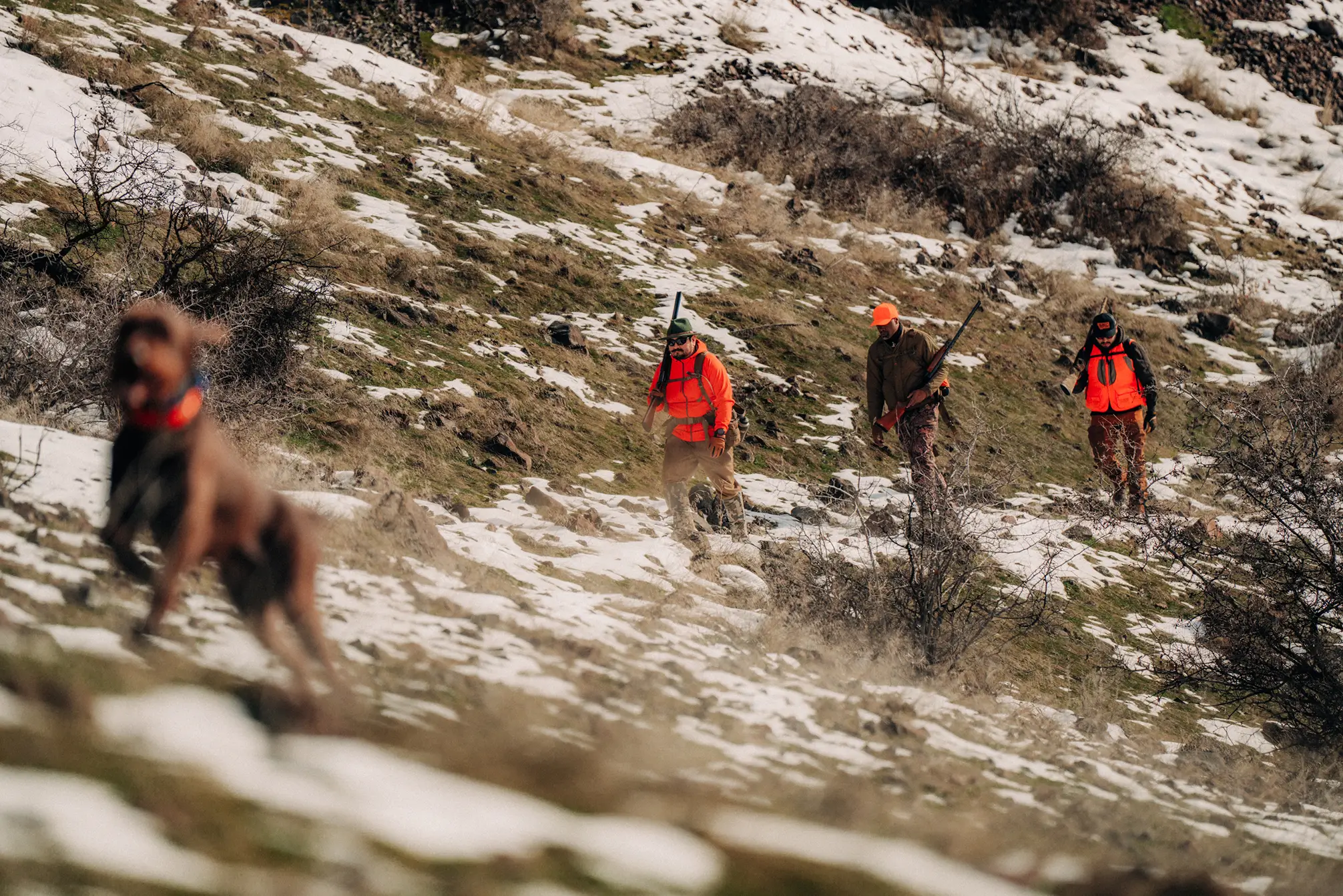 Hunters in blaze orange gear follow a hunting dog through snowy mountain terrain during an upland game hunt.
