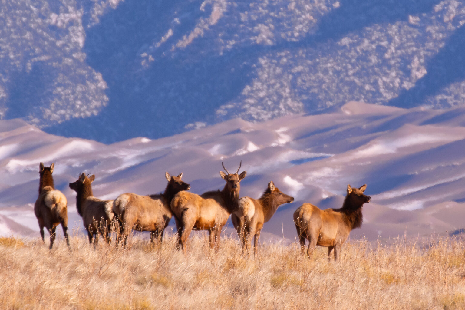 Herd of elk in grassland