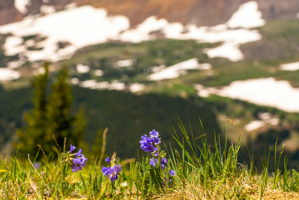 wildflowers on alpine tundra