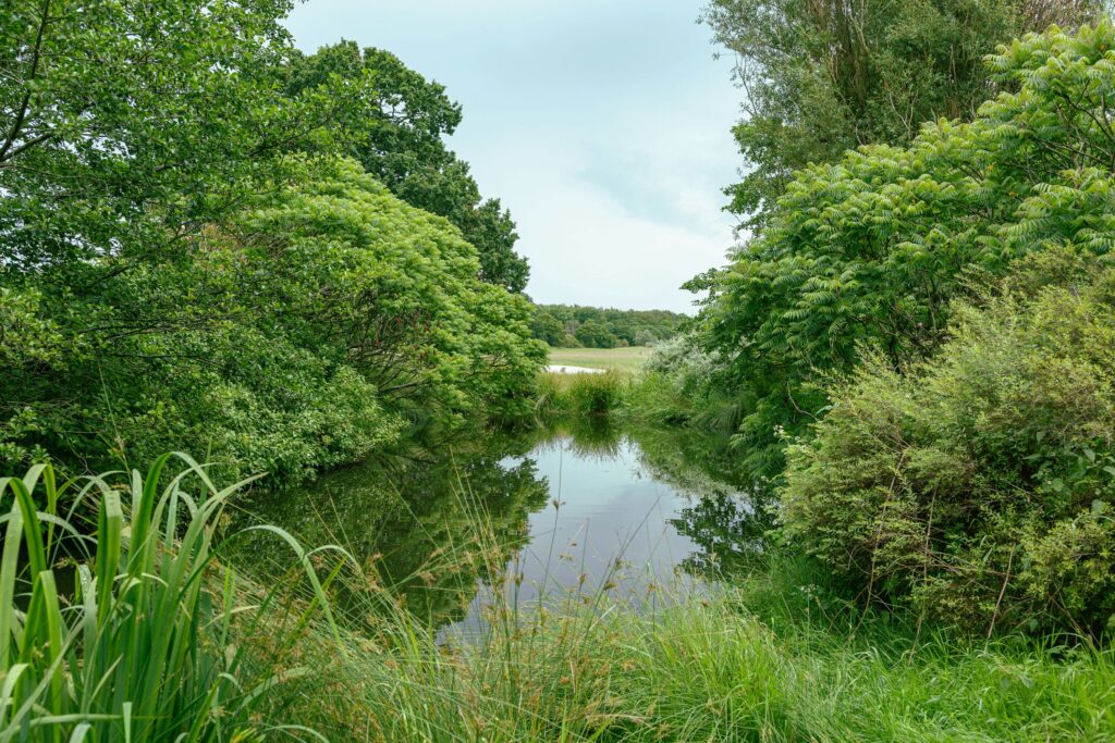 Vegetation surrounding a body of water