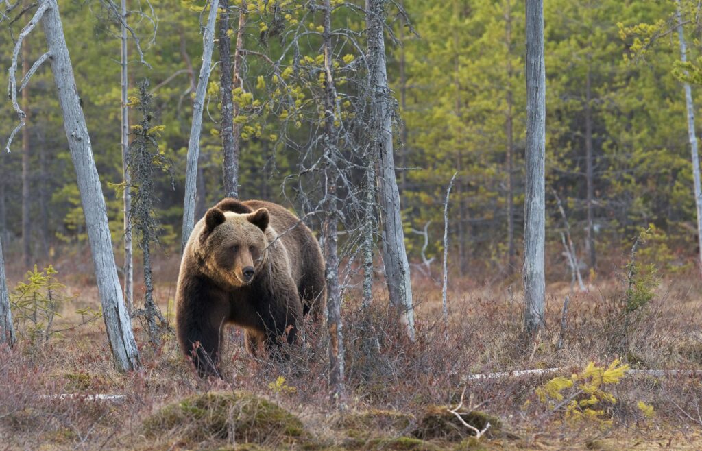 Grizzly bear standing in forest stand