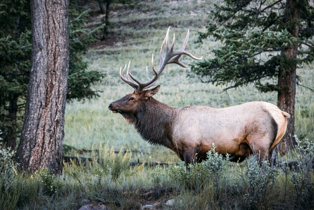 An elk standing in a forest