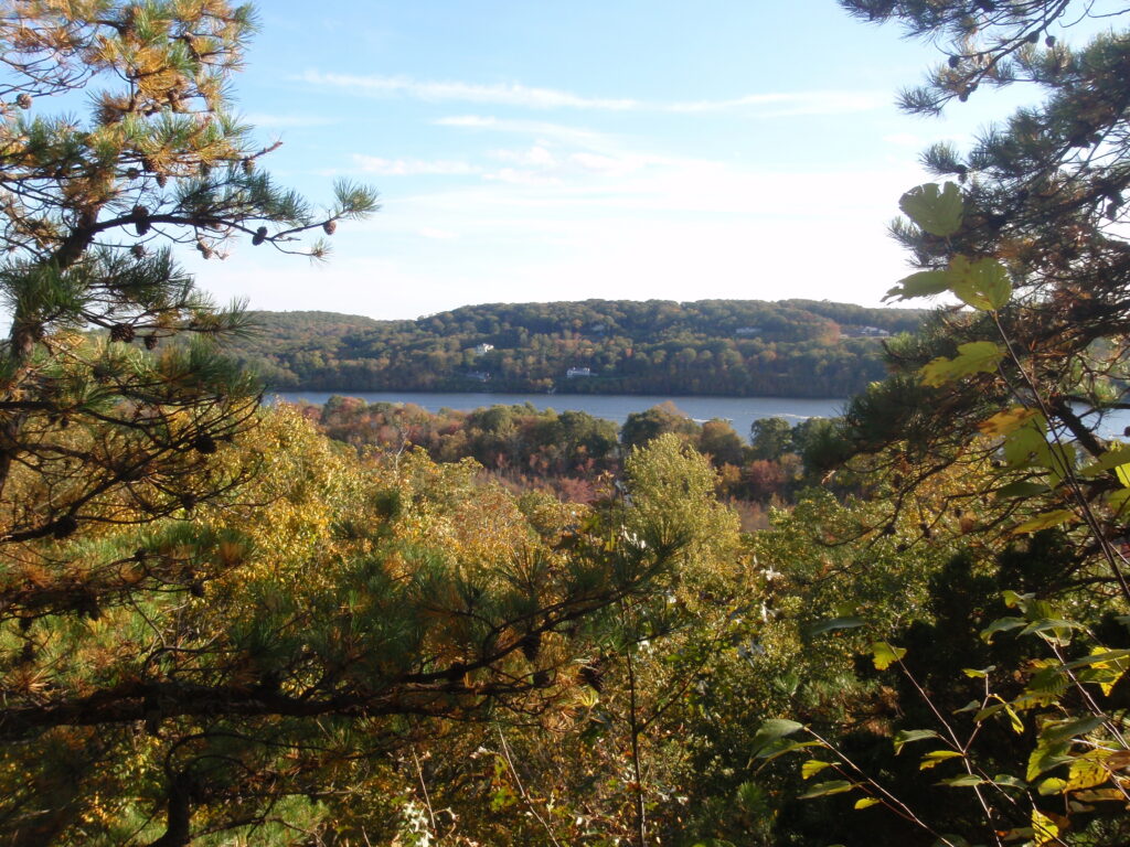 Forest along Connecticut River with damage from hemlock woolly adelgid